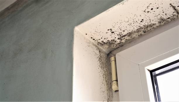 Best Environmental Consulting for Mold Prevention  in Lake Como, NJ